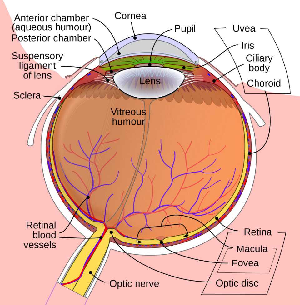 Important Parts of The Eye And Their Functions | Barrett Eubanks, M.D.