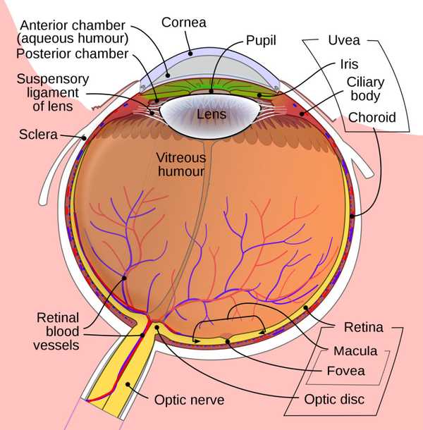 Schematic Diagram Of The Human Eye |  image modified from <a href="https://commons.wikimedia.org/wiki/File:Schematic_diagram_of_the_human_eye_en.svg">Rhcastilhos. And Jmarchn.</a>, <a href="https://creativecommons.org/licenses/by-sa/3.0">CC BY-SA 3.0</a>, via Wikimedia Commons
