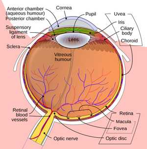 Anatomy Of The Eye | Barrett Eubanks, M.D.